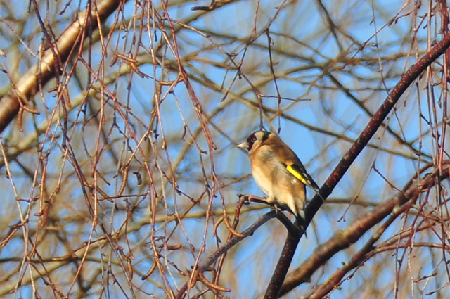 11 01 15_0309_edited-1.jpg - GOLDFINCH - LYTCHETT BAY - DWT WALK - 11.1.15